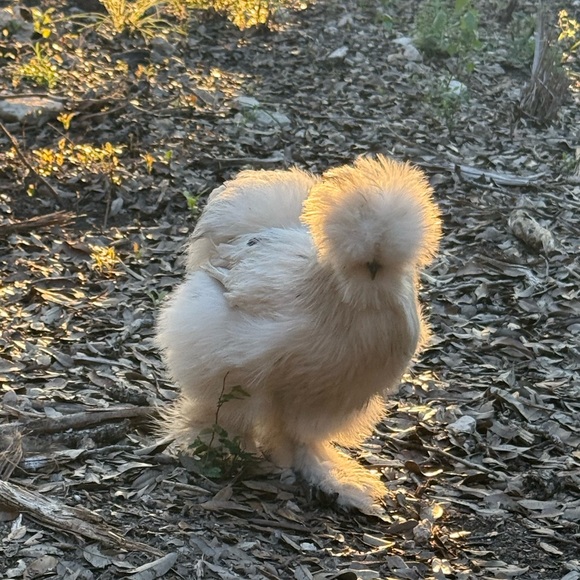 Meet your Posher, Megan - Picture 3 of 8